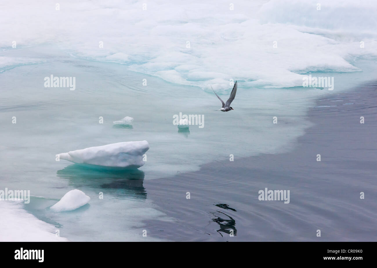 Küstenseeschwalbe (Sterna Paradisaea) auf Eis, Woodfjord, Spitzbergen, Norwegen Stockfoto