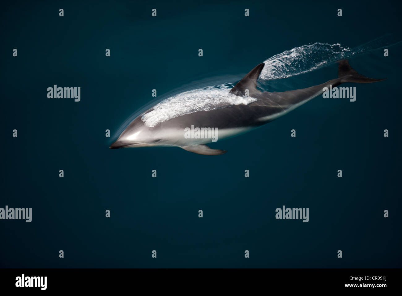 Dusky Dolphin schwimmen an der Wasseroberfläche Stockfoto