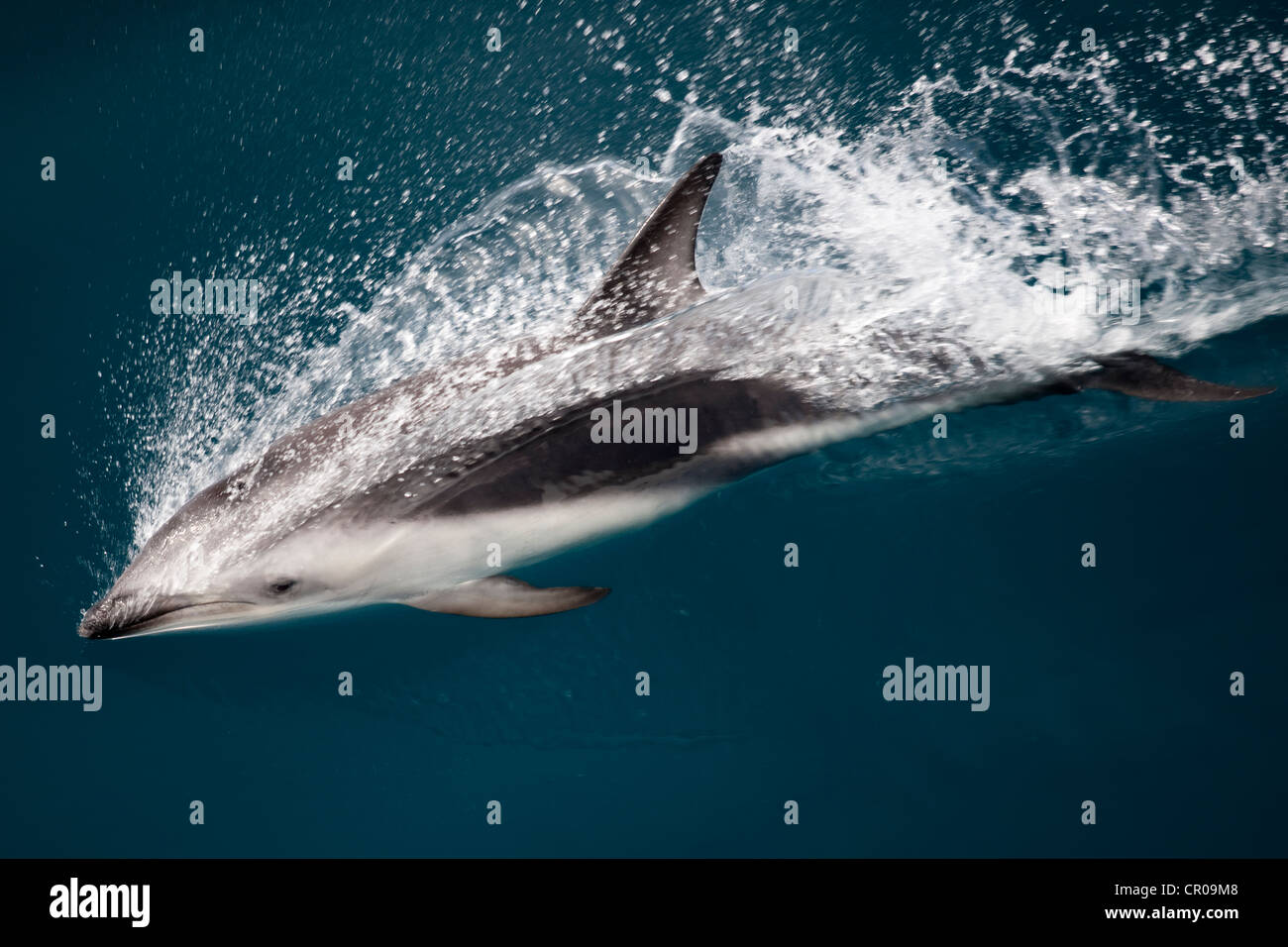 Dusky Dolphin schwimmen an der Wasseroberfläche Stockfoto