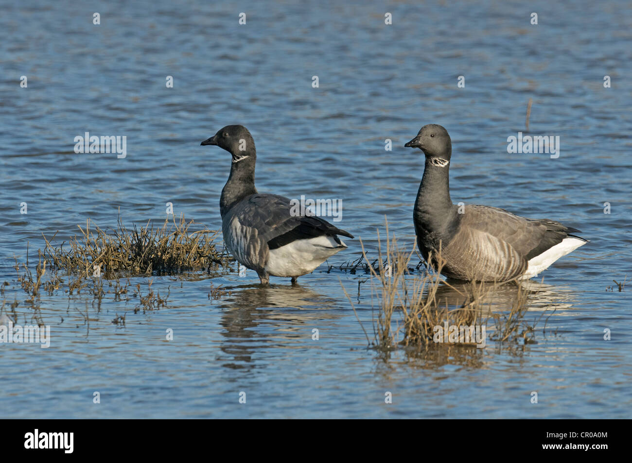 Paar von dunkel-bellied Ringelgänse (Branta Bernicla Bernicla) auf überfluteten Salzwiesen bei Hochwasser auf der Wäsche, Norfolk. März. Stockfoto