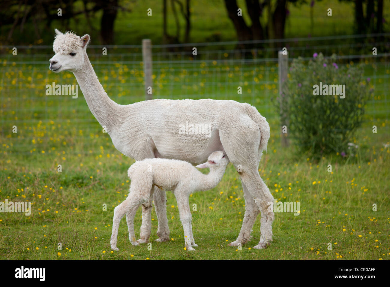 Alpakas am Stadt End Farm in der Nähe von Kendal im Lake District National Park, Cumbria, England Stockfoto