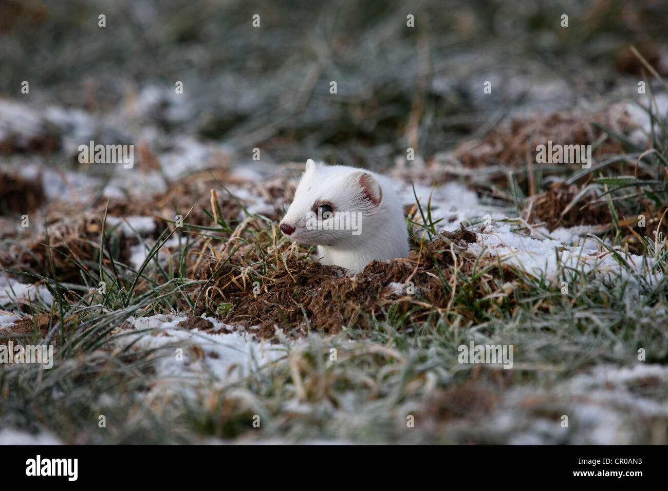 Hermelin (Mustela Erminea) in seinen Wintermantel, spähte aus einem Burrow, Allgäu, Bayern, Deutschland, Europa Stockfoto