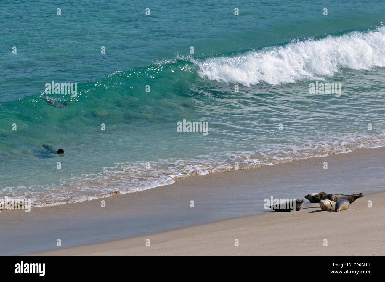 Atlantische Kegelrobben (Halichoerus Grypus) Strand surfen. Western Isles, Schottland. Juni. Stockfoto