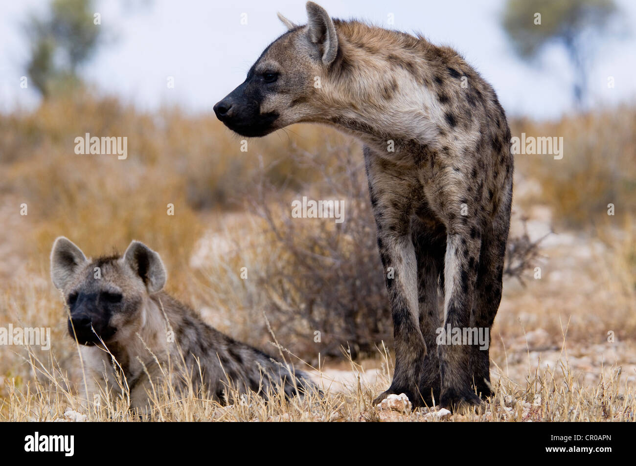 Entdeckt von Hyänen (Crocuta Crocuta), Kgalagadi Transfrontier Park, Kalahari-Wüste, Northern Cape, Südafrika, Afrika Stockfoto