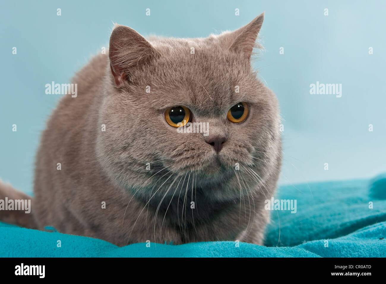 Blaue Britisch Kurzhaar, Chartreux Katze, liegend Stockfoto