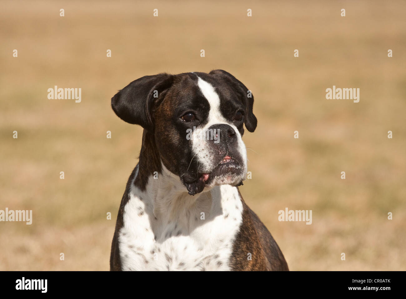 Boxer, älteren Hund Stockfoto