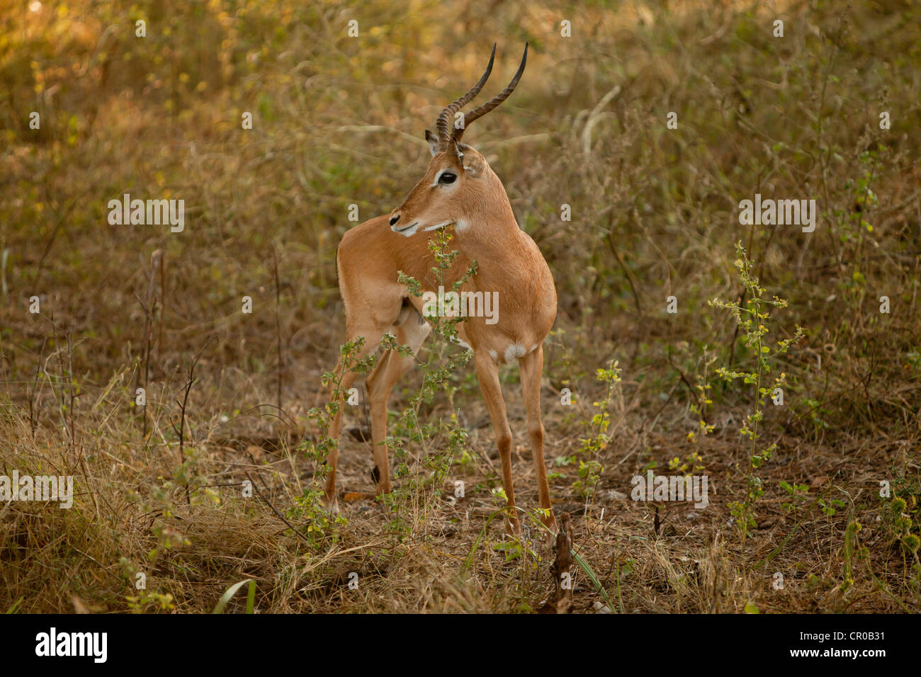 Impala im Spiel Safari Botswana Stockfoto