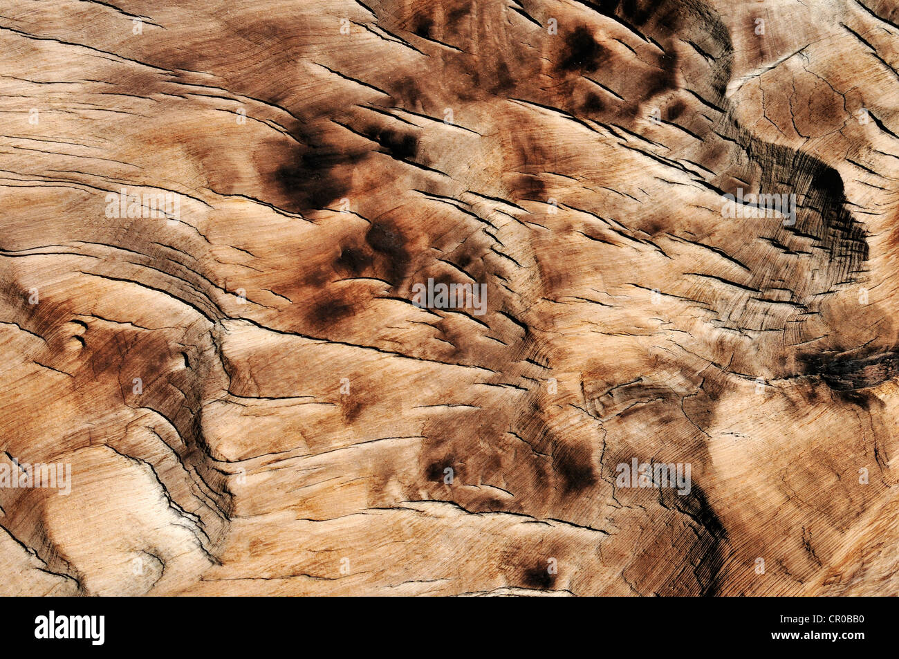 Verwitterte Holz von einem alten Bristlecone Kiefer (Pinus Longaeva), Powell Point, Aquarius Plateau, Utah, USA, Nordamerika Stockfoto