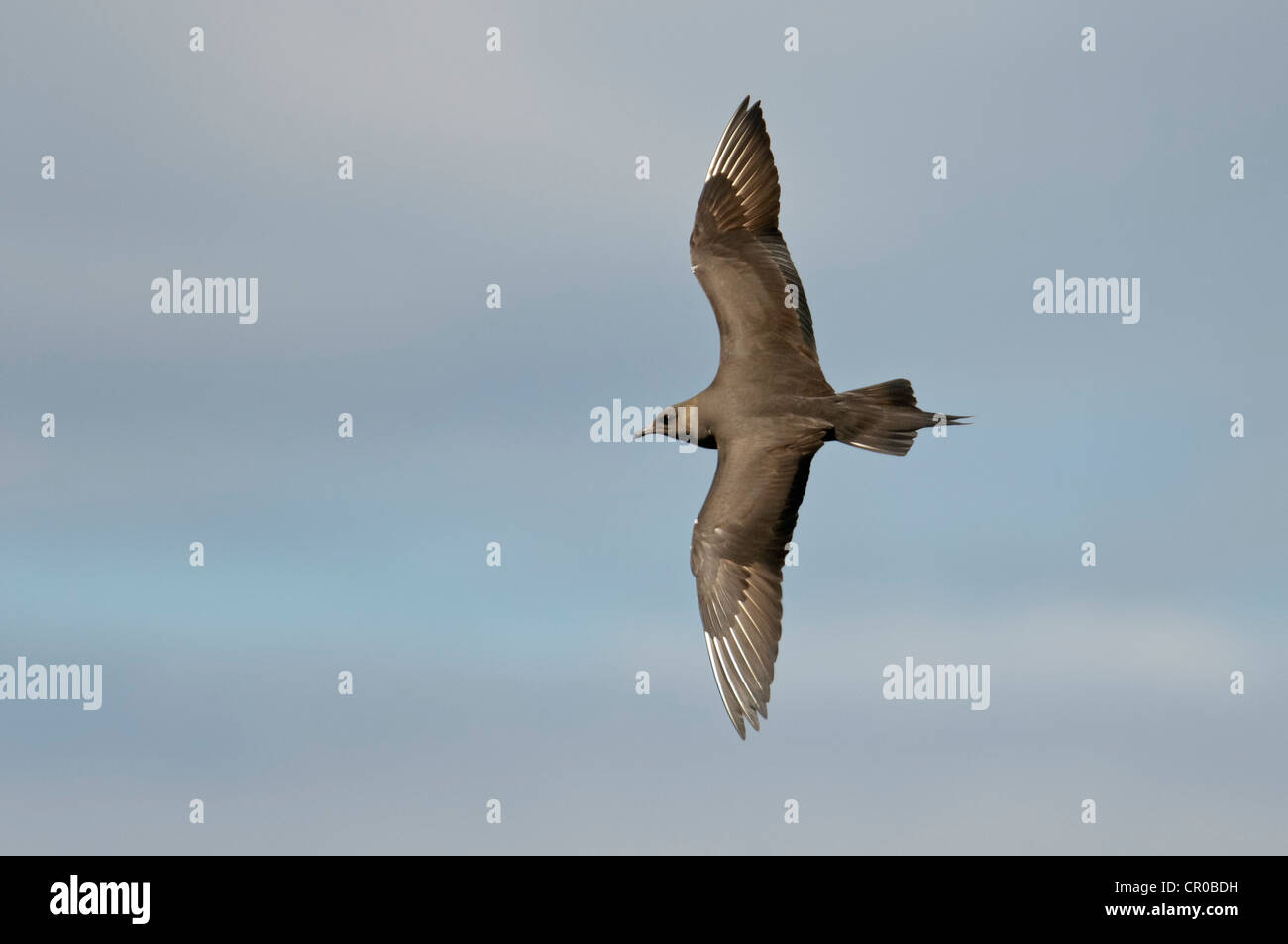 Arktisches Skua (Stercorarius Parasiticus) Dunkelphase Erwachsener im Flug. Shetland-Inseln. Juni. Stockfoto