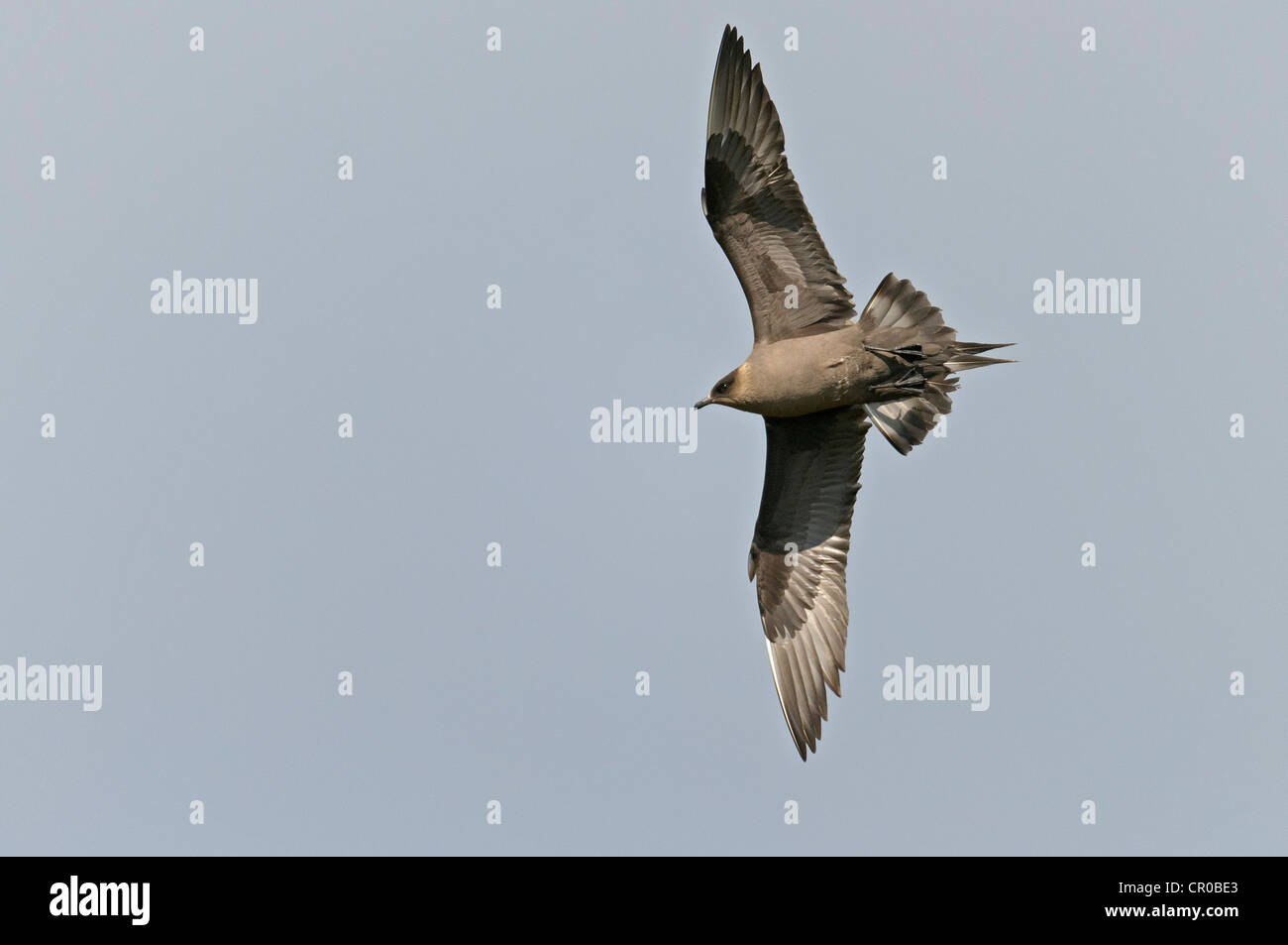 Arktisches Skua (Stercorarius Parasiticus) Dunkelphase Erwachsener im Flug. Shetland-Inseln. Juni. Stockfoto