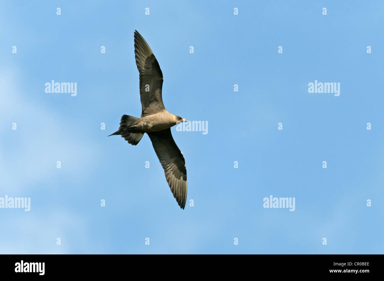 Arktisches Skua (Stercorarius Parasiticus) Dunkelphase Erwachsener im Flug. Shetland-Inseln. Juni. Stockfoto