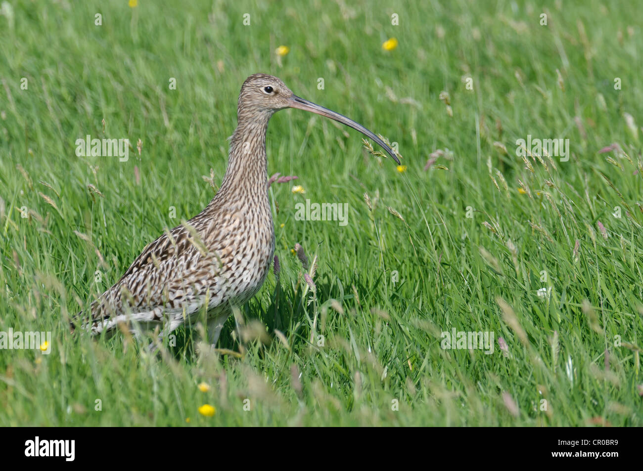 Eurasische Brachvogel (Numenius Arquata) Erwachsene im Sommerwiese. Shetland-Inseln. Juni. Stockfoto
