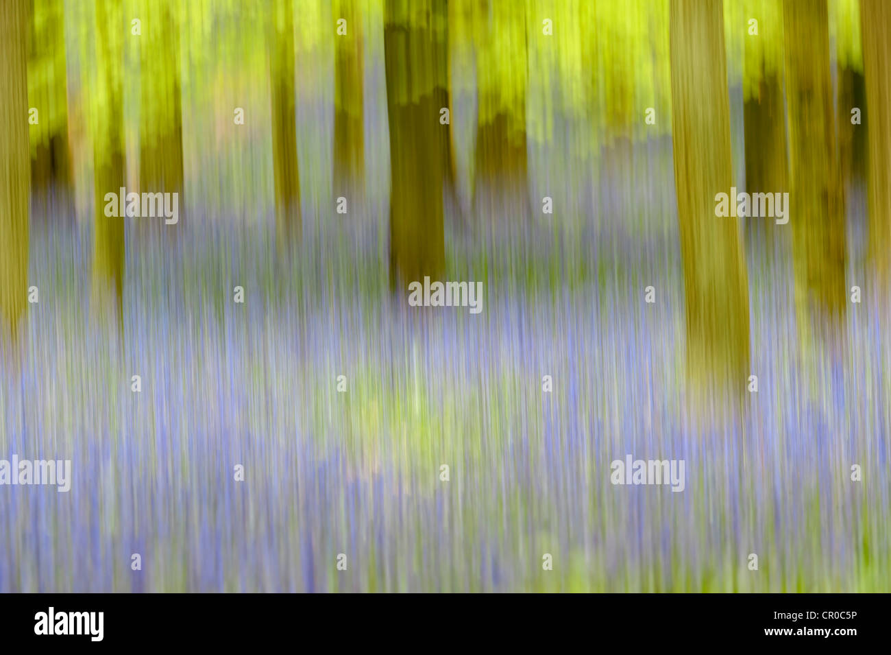 Fotografische Eindruck von Bluebell Wald im Frühjahr. Ashridge Wald in Hertfordshire, England. Mai. Stockfoto