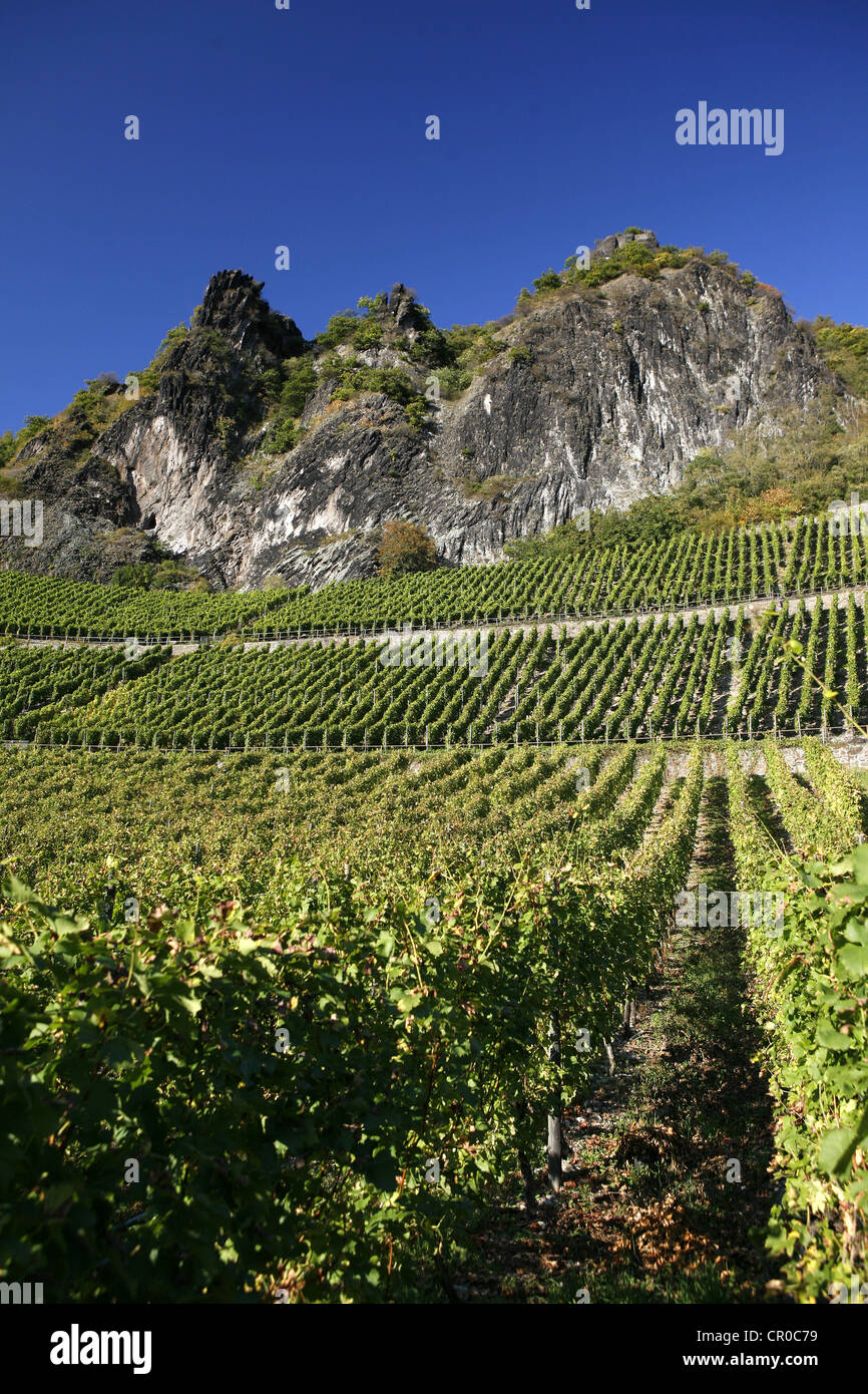 Reben, Weinberge, Weinbaugebiet auf Drachenfels, siebengebirge, Bad Honnef, Nordrhein - Westfalen Stockfoto