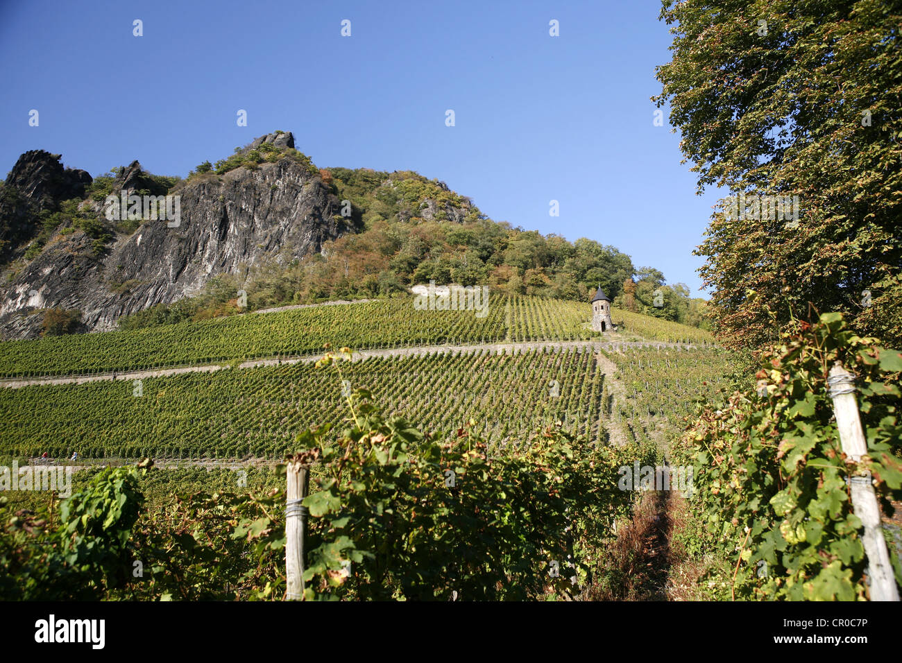 Reben, Weinberge, Weinbaugebiet auf Drachenfels, siebengebirge, Bad Honnef, Nordrhein - Westfalen Stockfoto