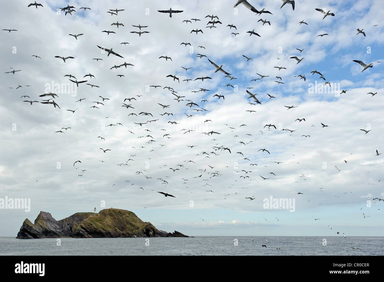 Herde der Basstölpel (Morus Bassanus) während des Fluges in der Nähe von Brutkolonie bei Muckle Flugga, Insel Unst Shetland. Juni. Stockfoto