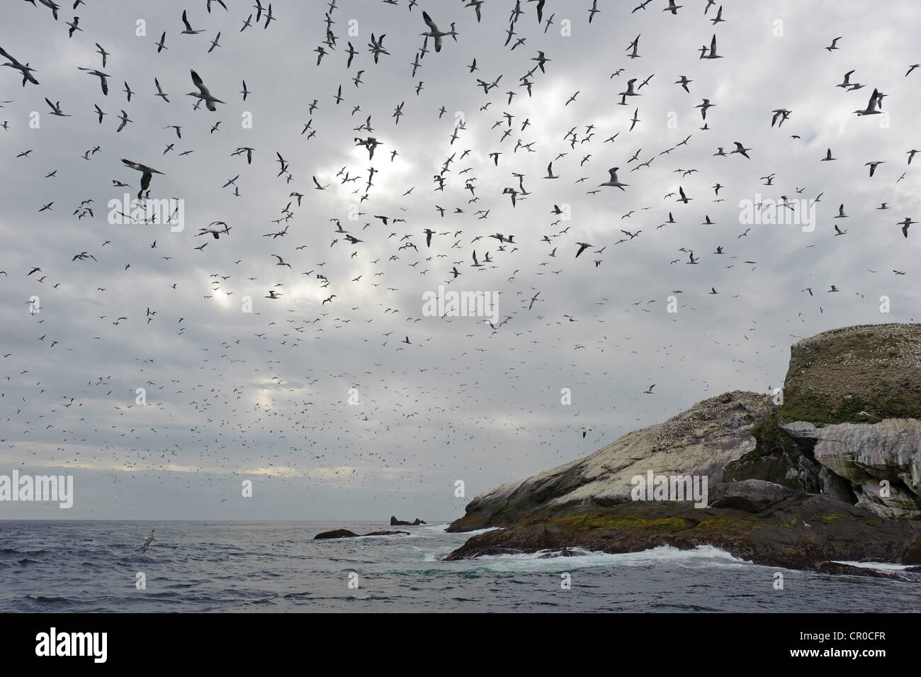 Herde der Basstölpel (Morus Bassanus) während des Fluges in der Nähe von Brutkolonie bei Muckle Flugga, Insel Unst Shetland. Juni. Stockfoto