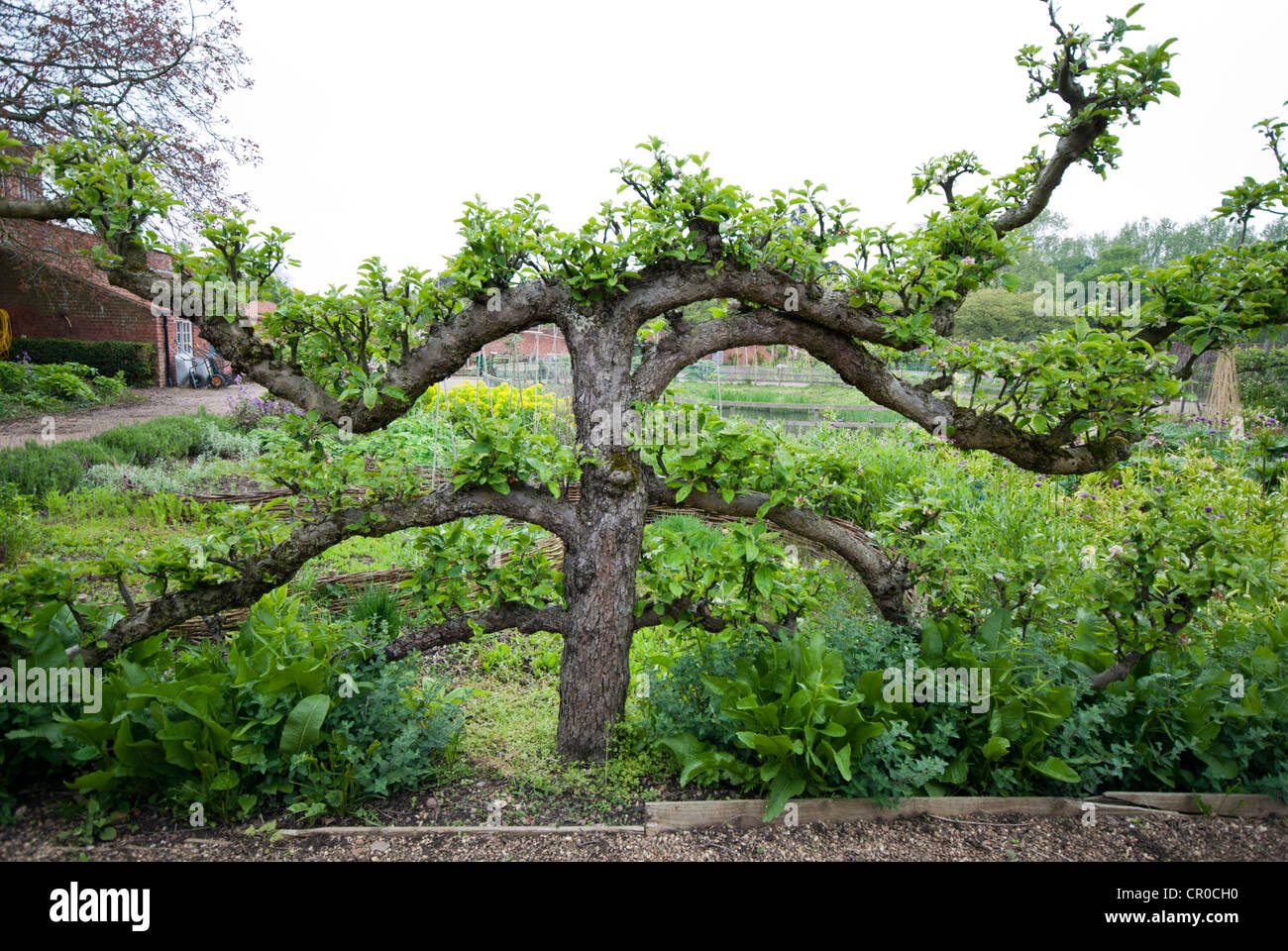 Neuem Apfelbaum wächst in einem Land ummauerten Garten Stockfotografie