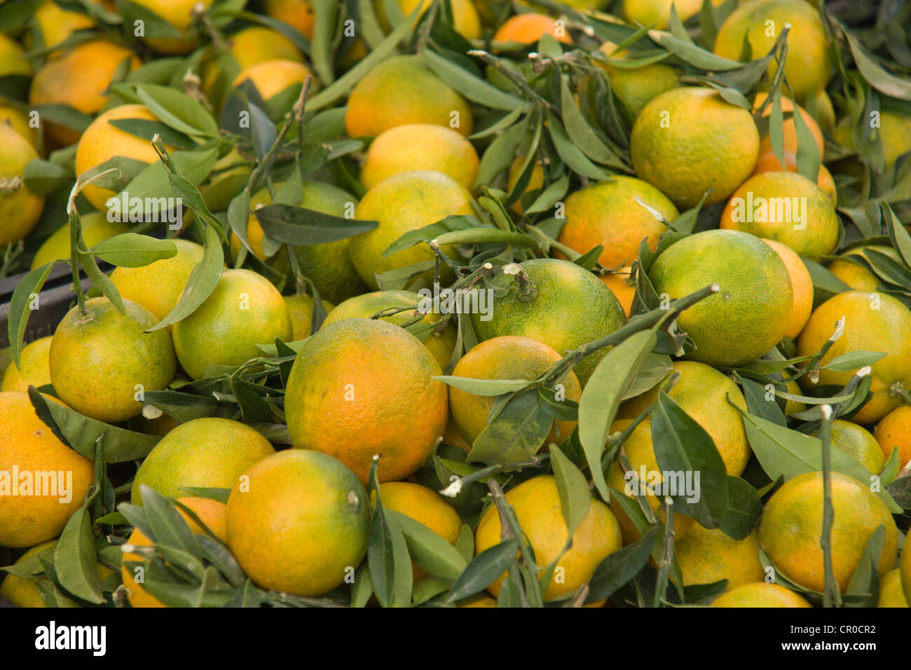 Mandarinen, Markt, stall auf der Piazza Sandro Perlini, Sant Antioco, Isola di Sant Antioco, Sardinien, Italien, Europa Stockfoto