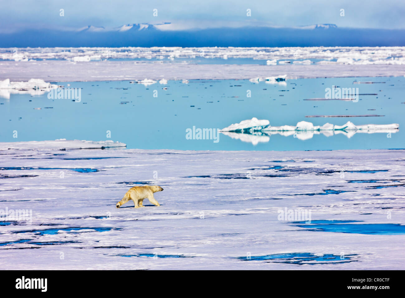 Eisbär auf dem Treibeis in den arktischen Ozean, Olgastretet, Spitzbergen, Norwegen Stockfoto