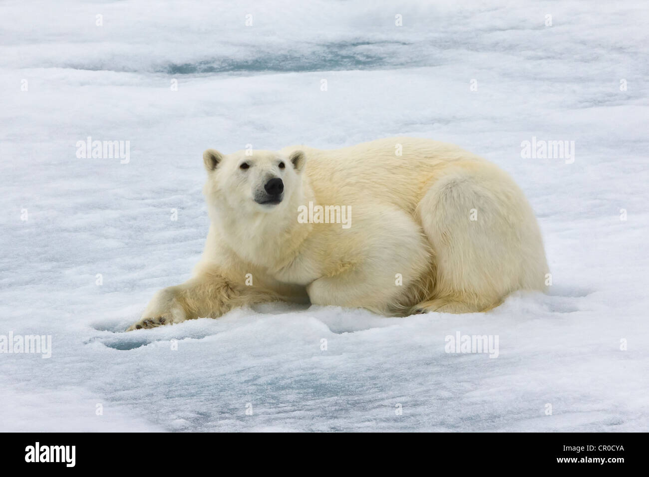 Eisbär auf dem Treibeis in den arktischen Ozean, Olgastretet, Spitzbergen, Norwegen Stockfoto