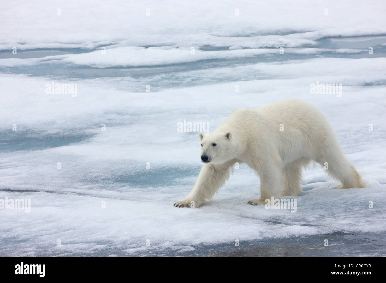 Eisbär auf dem Treibeis in den arktischen Ozean, Olgastretet, Spitzbergen, Norwegen Stockfoto