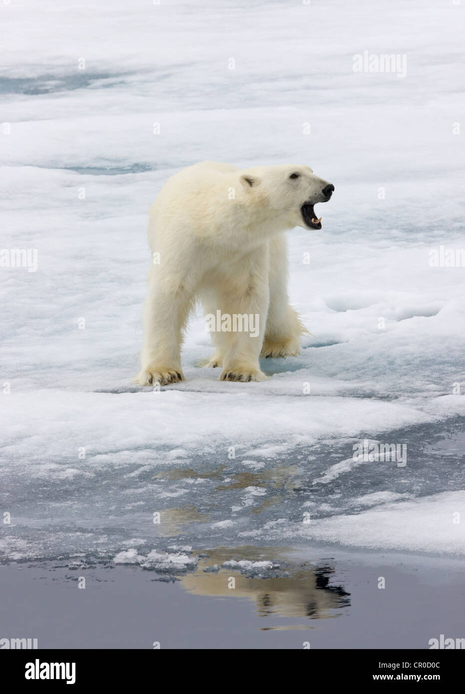 Eisbär auf dem Treibeis in den arktischen Ozean, Olgastretet, Spitzbergen, Norwegen Stockfoto