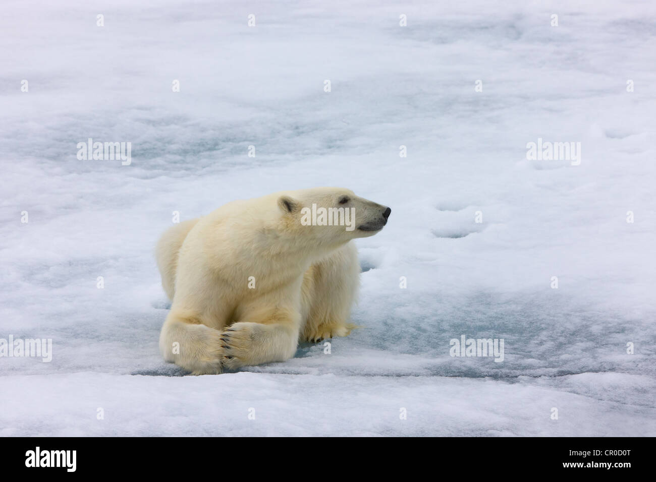 Eisbär auf dem Treibeis in den arktischen Ozean, Olgastretet, Spitzbergen, Norwegen Stockfoto