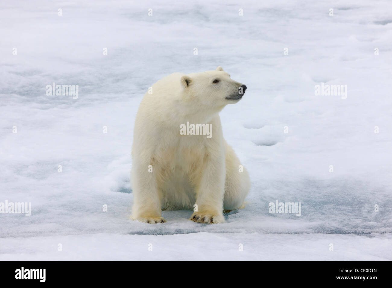 Eisbär auf dem Treibeis in den arktischen Ozean, Olgastretet, Spitzbergen, Norwegen Stockfoto