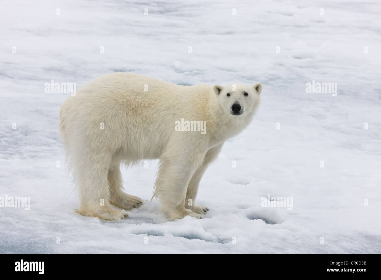 Eisbär auf dem Treibeis in den arktischen Ozean, Olgastretet, Spitzbergen, Norwegen Stockfoto