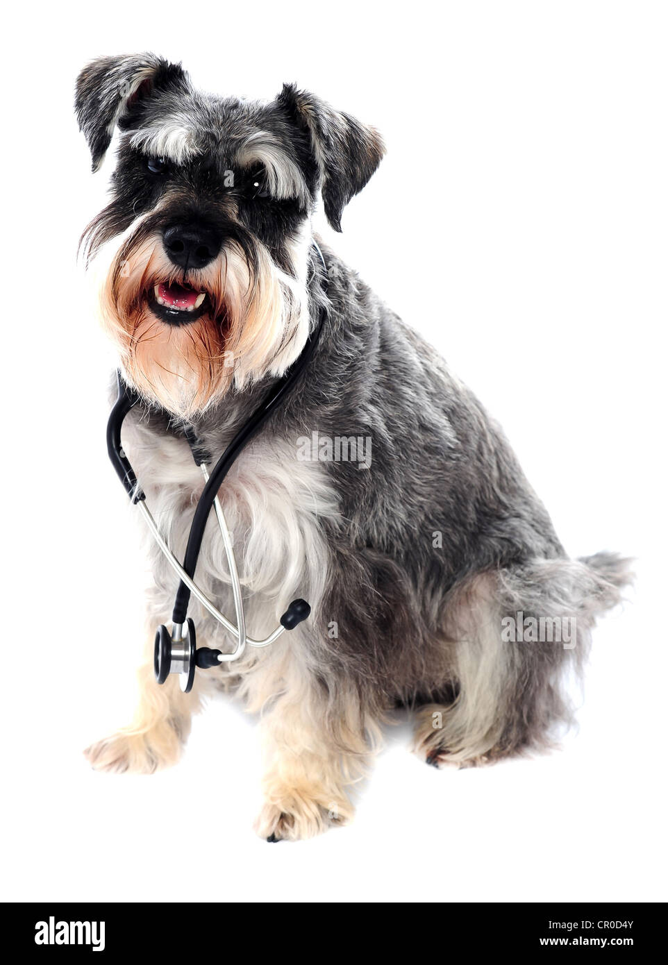 Schnauzer Hund posiert mit Stethoskop um den Hals. Alle auf weißem Hintergrund Stockfoto