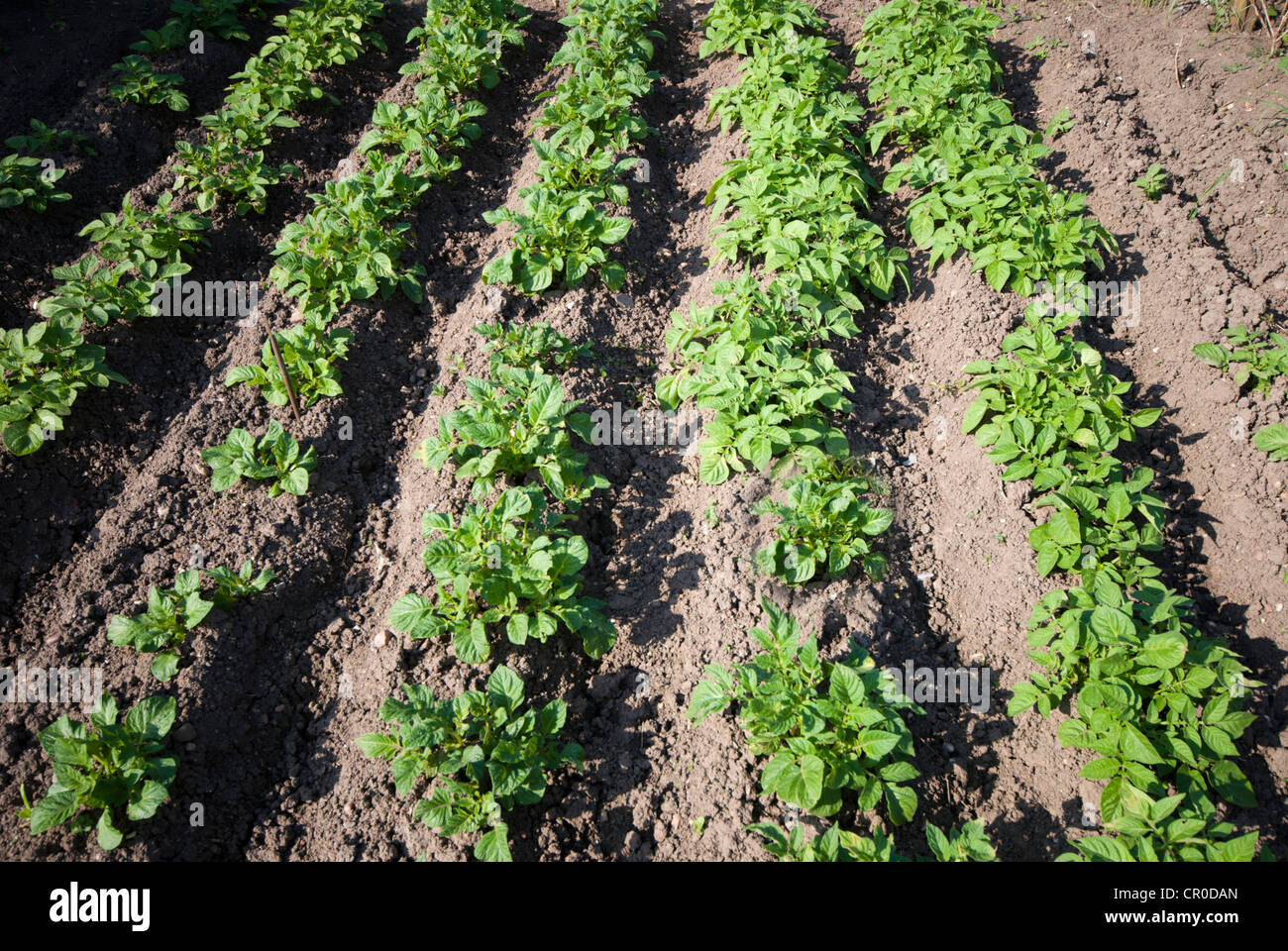 Reihen von Kartoffeln wachsen auf einer Zuteilung Stockfoto