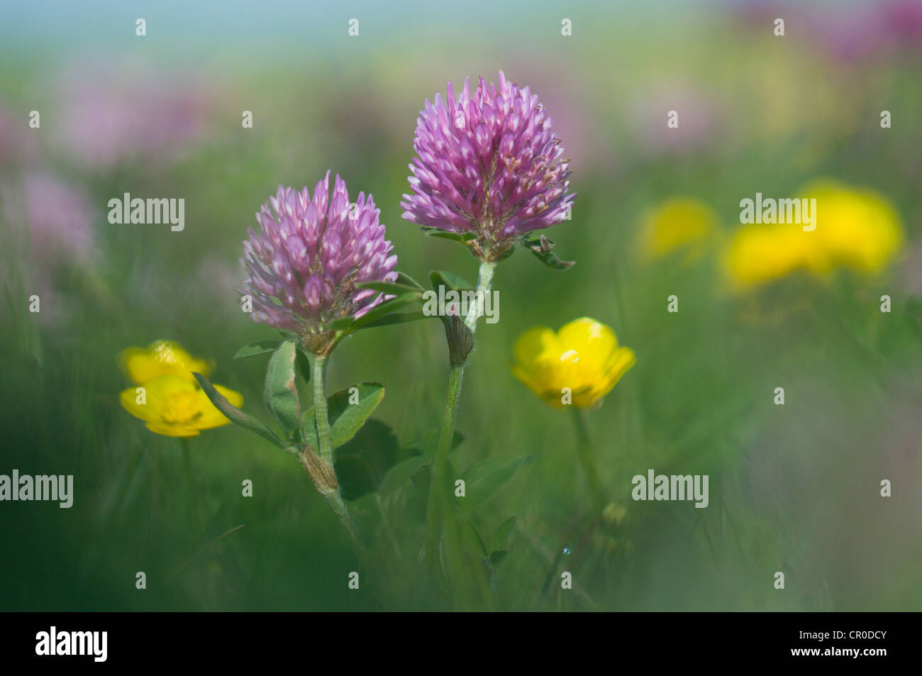 Rotklee (Trifolium Pratense) und Hahnenfuß (Ranunculus Acris) Stockfoto