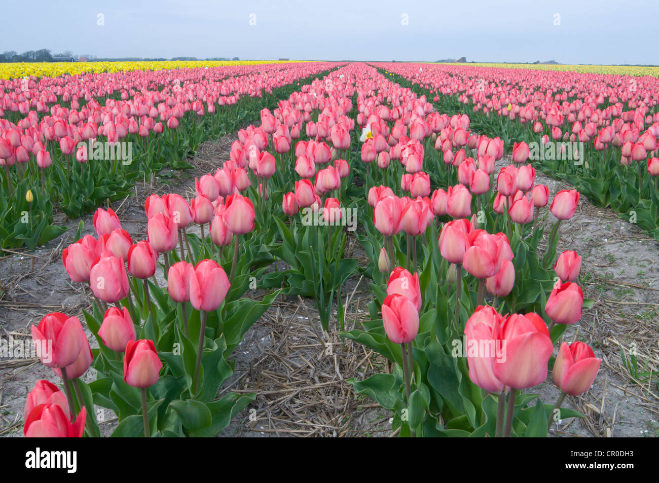 Tulpenfeld (Tulipa), Insel Texel, Holland, Niederlande, Europa Stockfoto