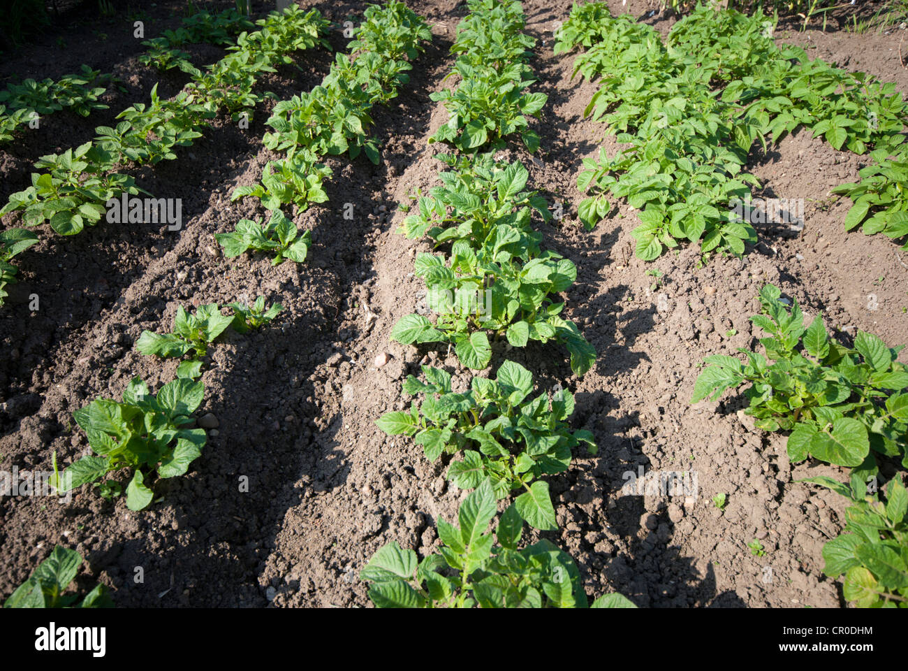 Reihen von Kartoffeln wachsen auf einer Zuteilung Stockfoto