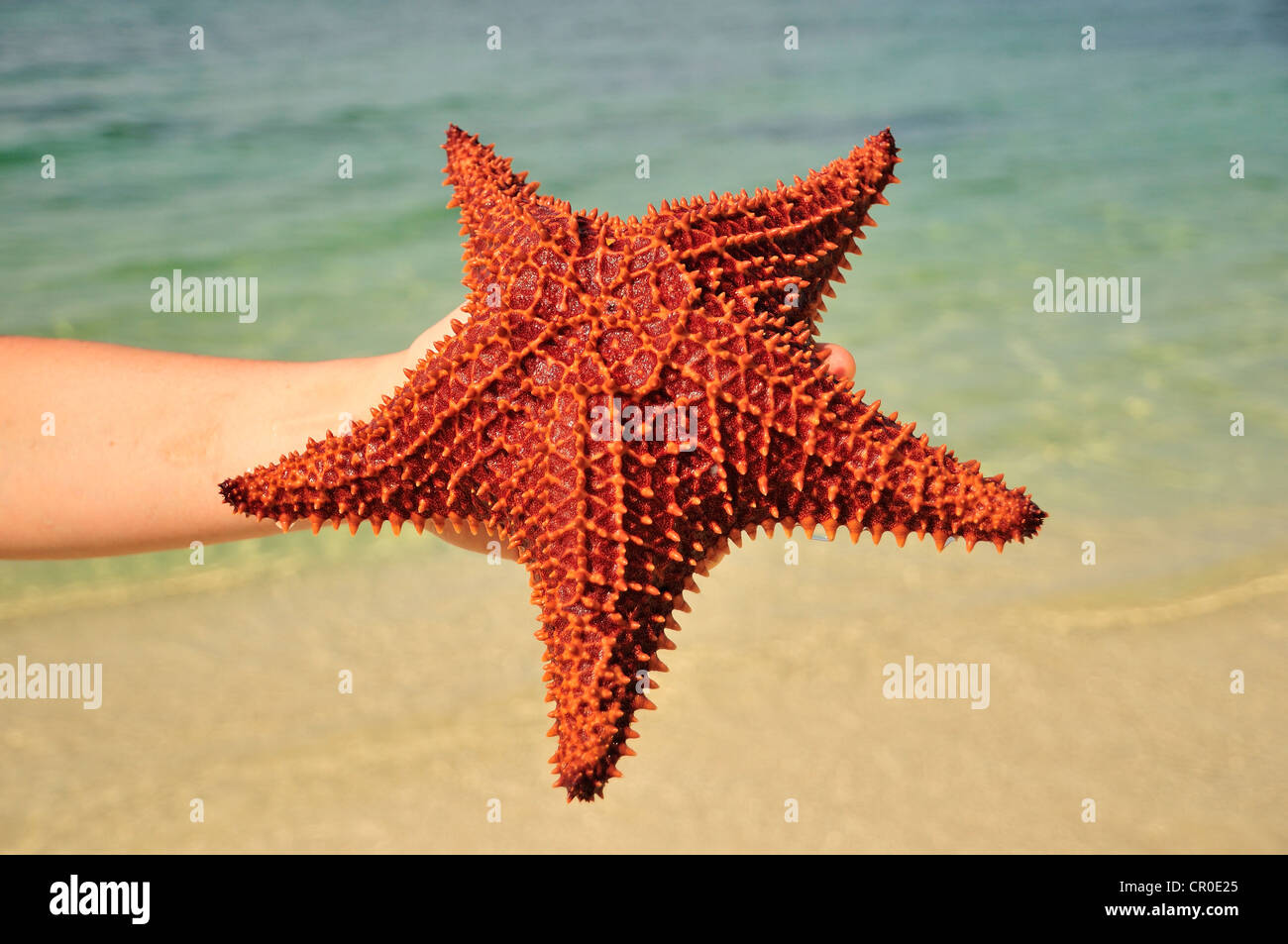 Rote Kissen Seestern (Oreaster Reticulatus), geschützte Arten, Playa Ancon Strand in der Nähe von Trinidad, Kuba, Caribbean Stockfoto