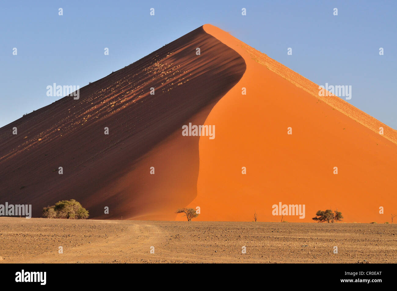 Sanddüne im Morgenlicht, in der Nähe von Sossusvlei, Namib-Wüste Namib Naukluft Park, Namibia, Afrika Stockfoto