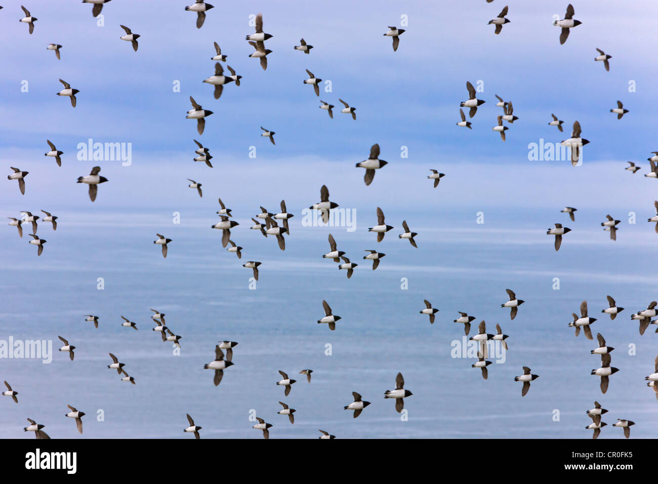 Little Auk, Bellsund, Spitzbergen, Norwegen Stockfoto