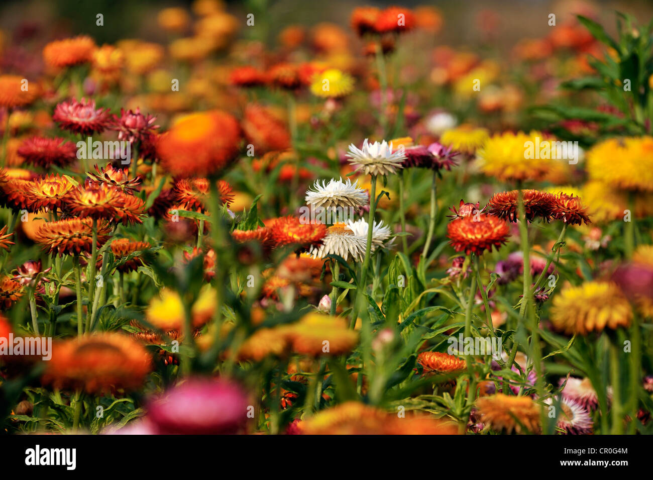 Wiese mit bunten Strohblumen (Helichrysum Bracteatum), San Pedro Cholula, Puebla, Mexiko, Lateinamerika, Nordamerika Stockfoto Wiese mit bunten Strohblumen (Helichrysum Bracteatum), San Pedro Cholula, Puebla, Mexiko, Lateinamerika, Nordamerika Stockfoto