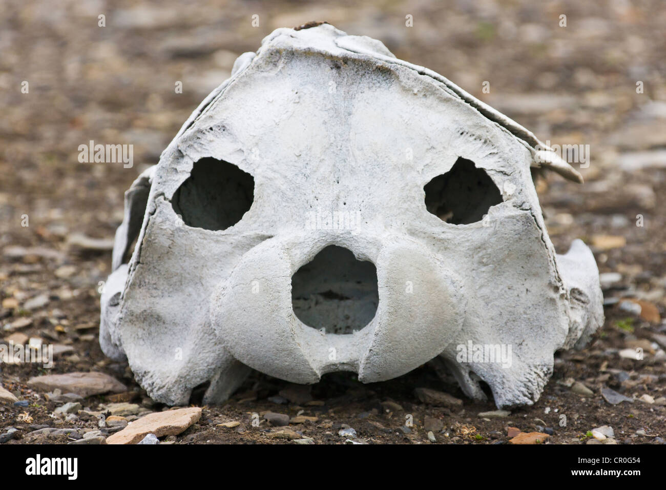 Beluga-Wal-Knochen, Bellsund, Spitzbergen, Norwegen Stockfoto