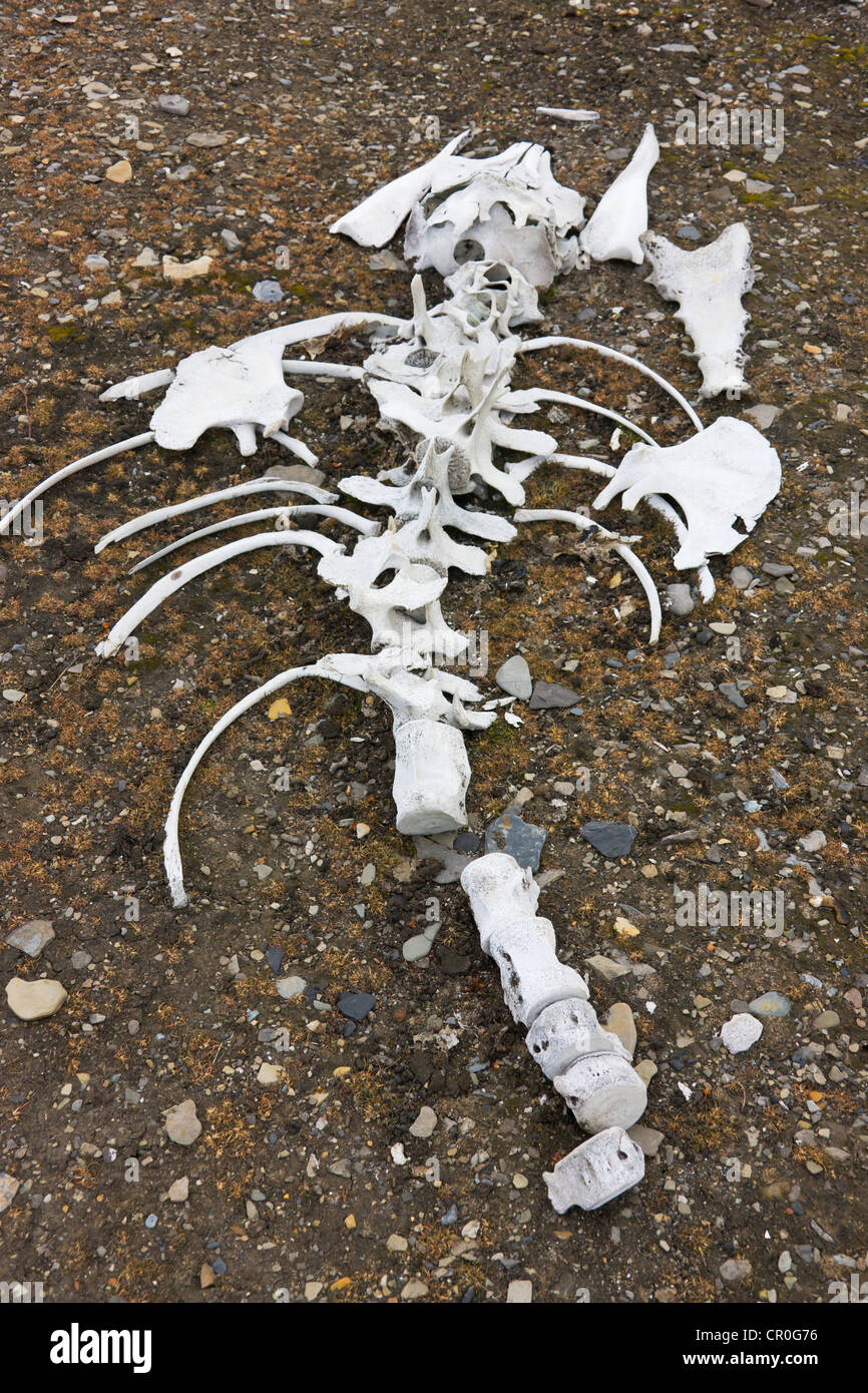 Beluga-Wal-Knochen, Bellsund, Spitzbergen, Norwegen Stockfoto