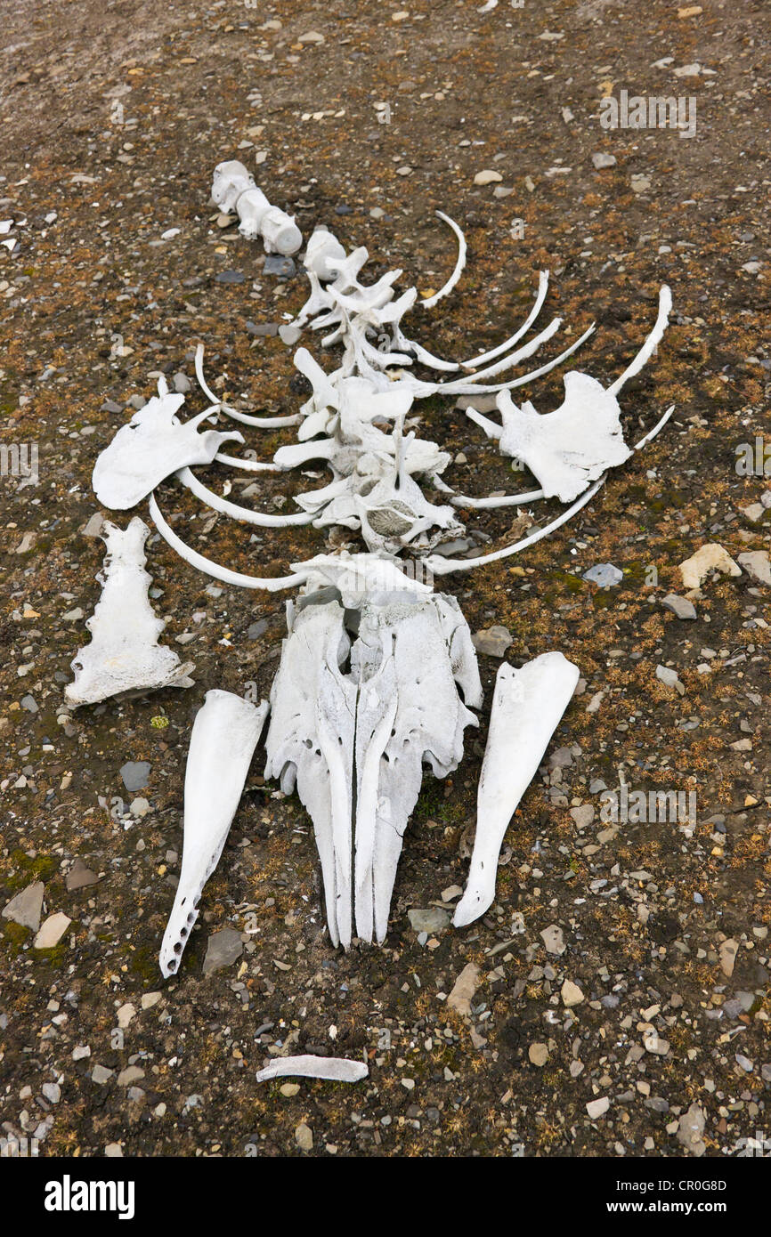 Beluga-Wal-Knochen, Bellsund, Spitzbergen, Norwegen Stockfoto