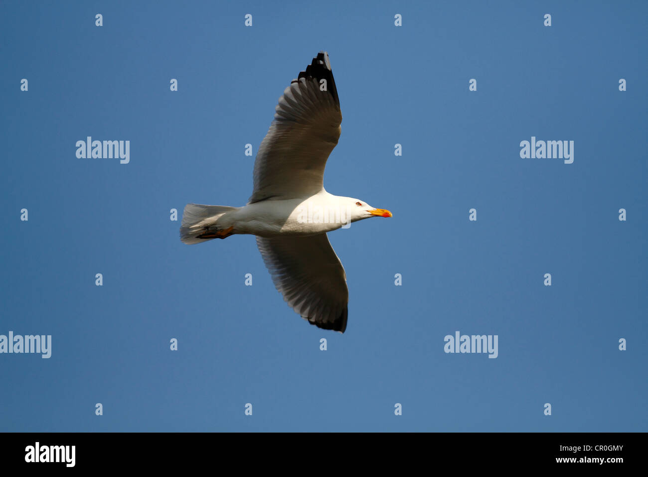 Gelb-legged Möve (Larus Michahellis), im Flug, Camargue, Frankreich, Europa Stockfoto