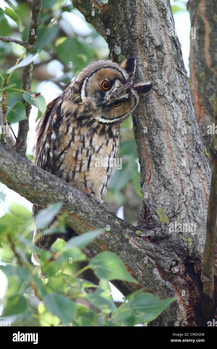 Waldohreule (Asio Otus), thront auf einem Ast, Baumstamm hinten, Apetlon, Neusiedlersee, Burgenland, Österreich, Europa Stockfoto