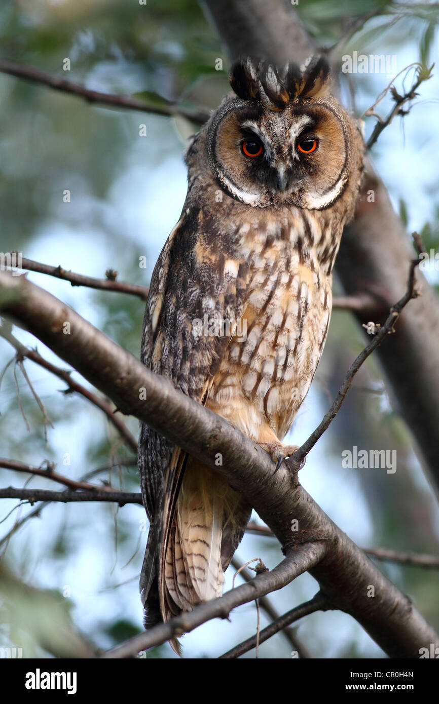 Waldohreule (Asio Otus), thront auf einem Ast, Apetlon, Neusiedlersee, Burgenland, Österreich, Europa Stockfoto