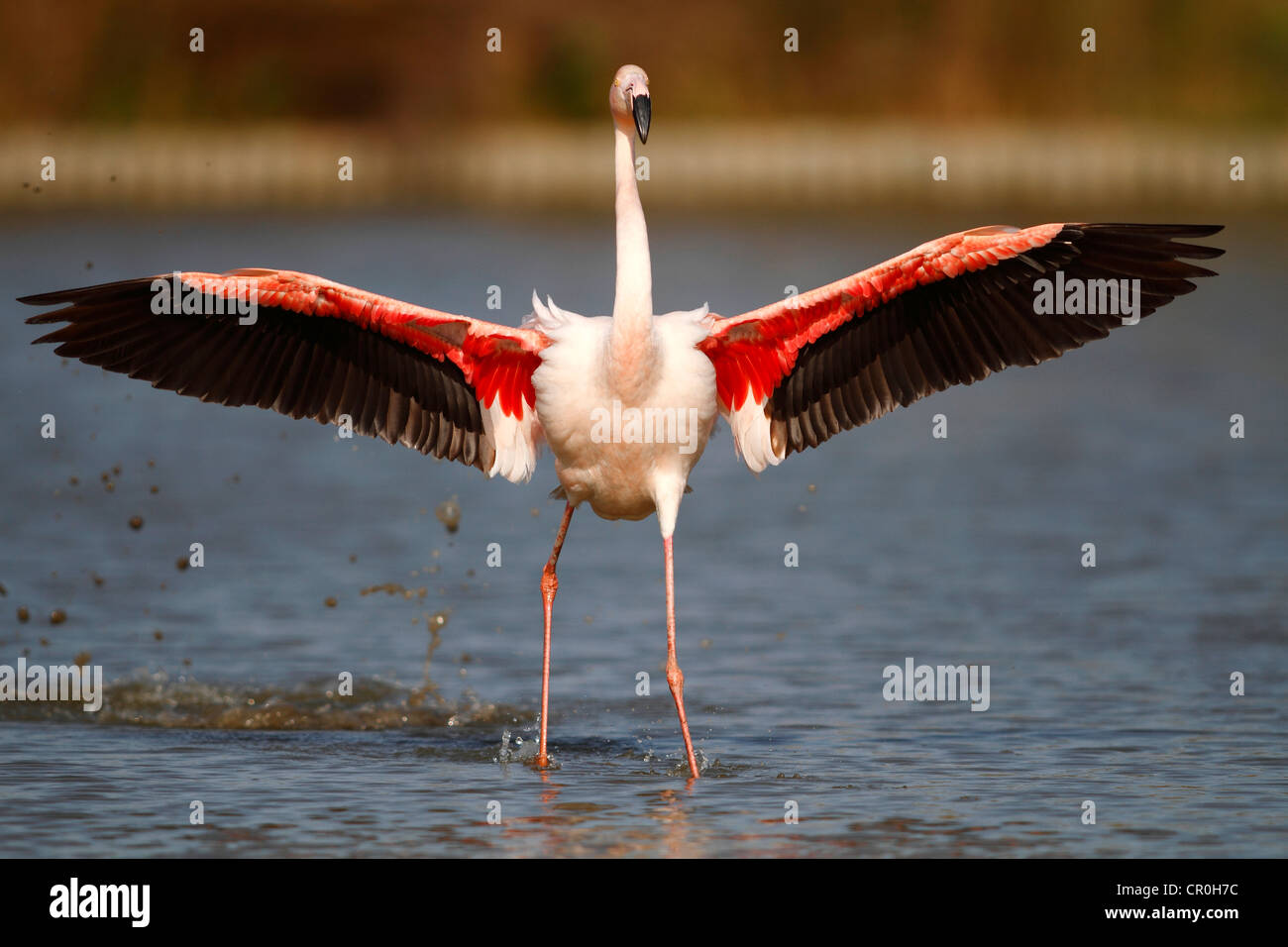 Pink Flamingo (Phoenicopterus Ruber) Landung im flachen Wasser, Camargue, Frankreich, Europa Stockfoto