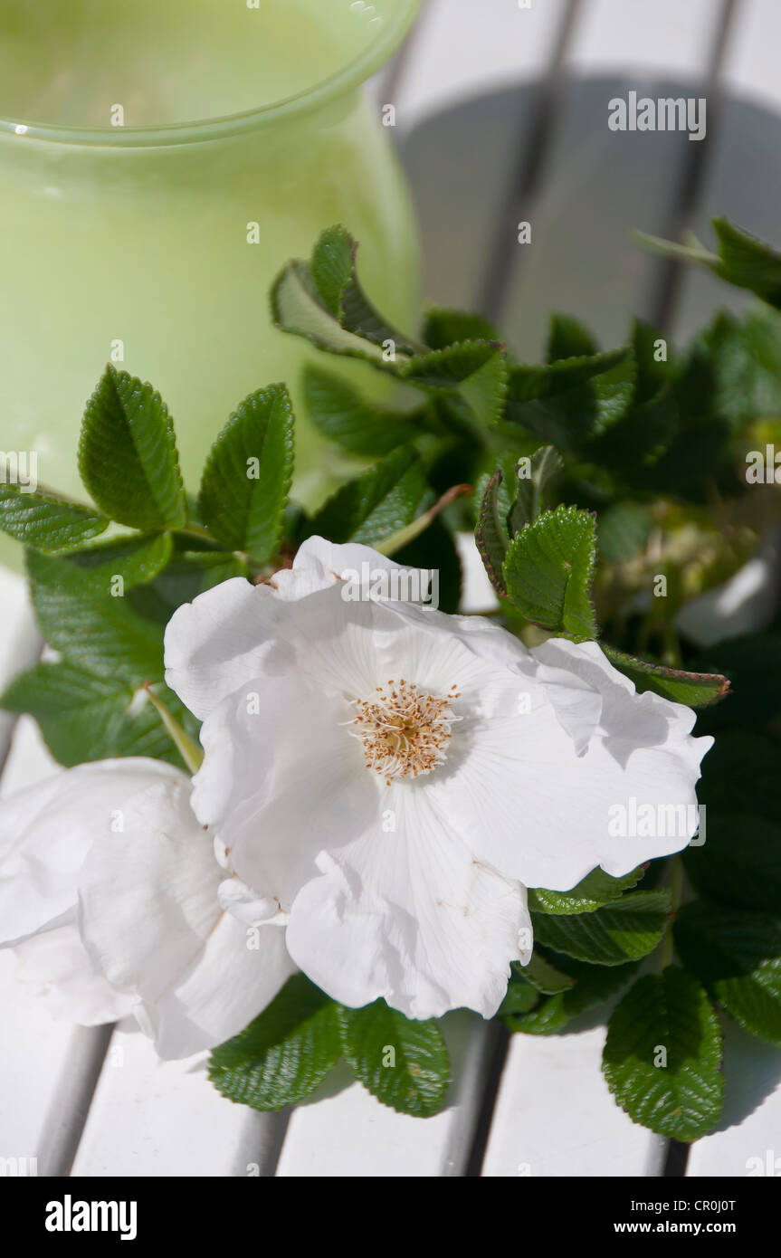 Zweig mit weißen Blüten, japanische Rose oder Ramanas Rose (Rosa Rugosa), Stilleben Stockfoto