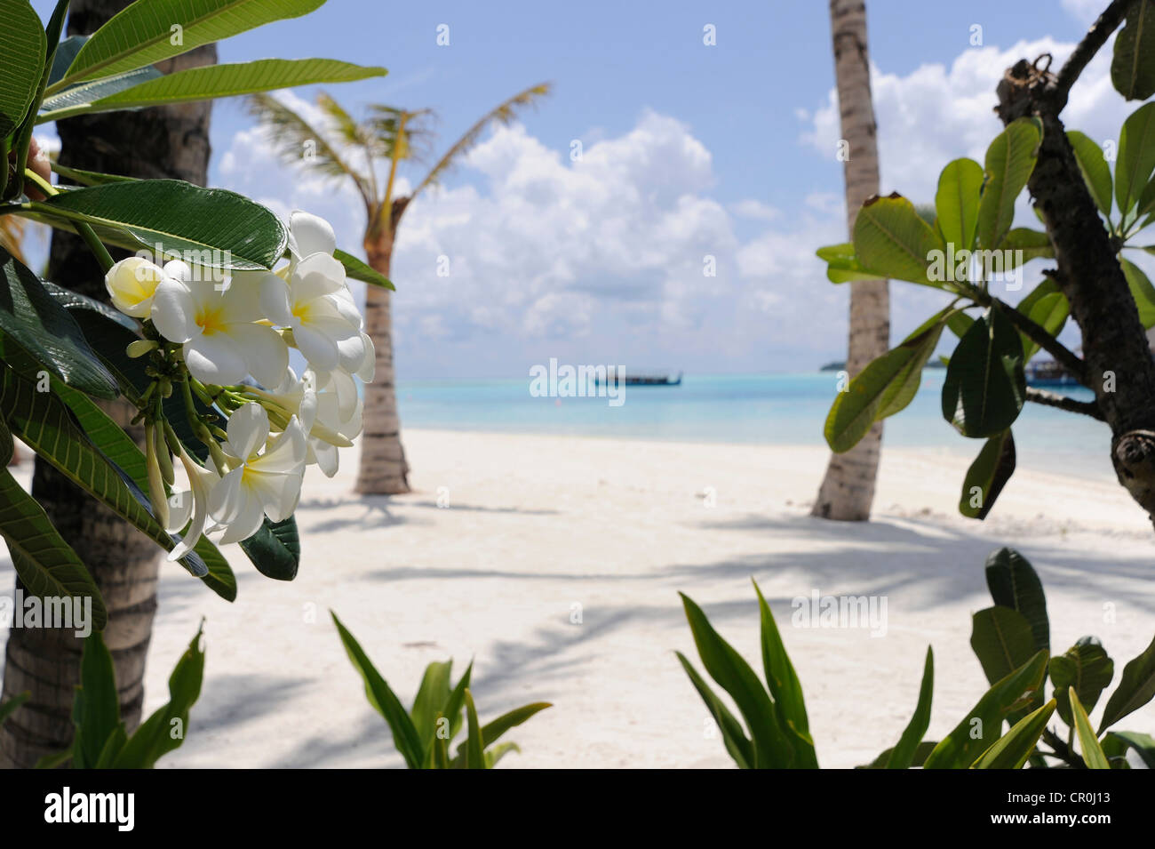 Tropischer Strand mit Palmen und blühenden Sträuchern, Malediven, Indischer Ozean Stockfoto