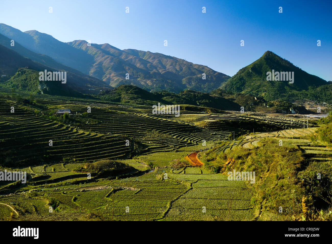 Neue Terrasse, Reisterrassen, Reisfelder in Sapa oder Sa Pa, Provinz Lao Cai, nördlichen Vietnam, Vietnam, Südostasien, Asien Stockfoto