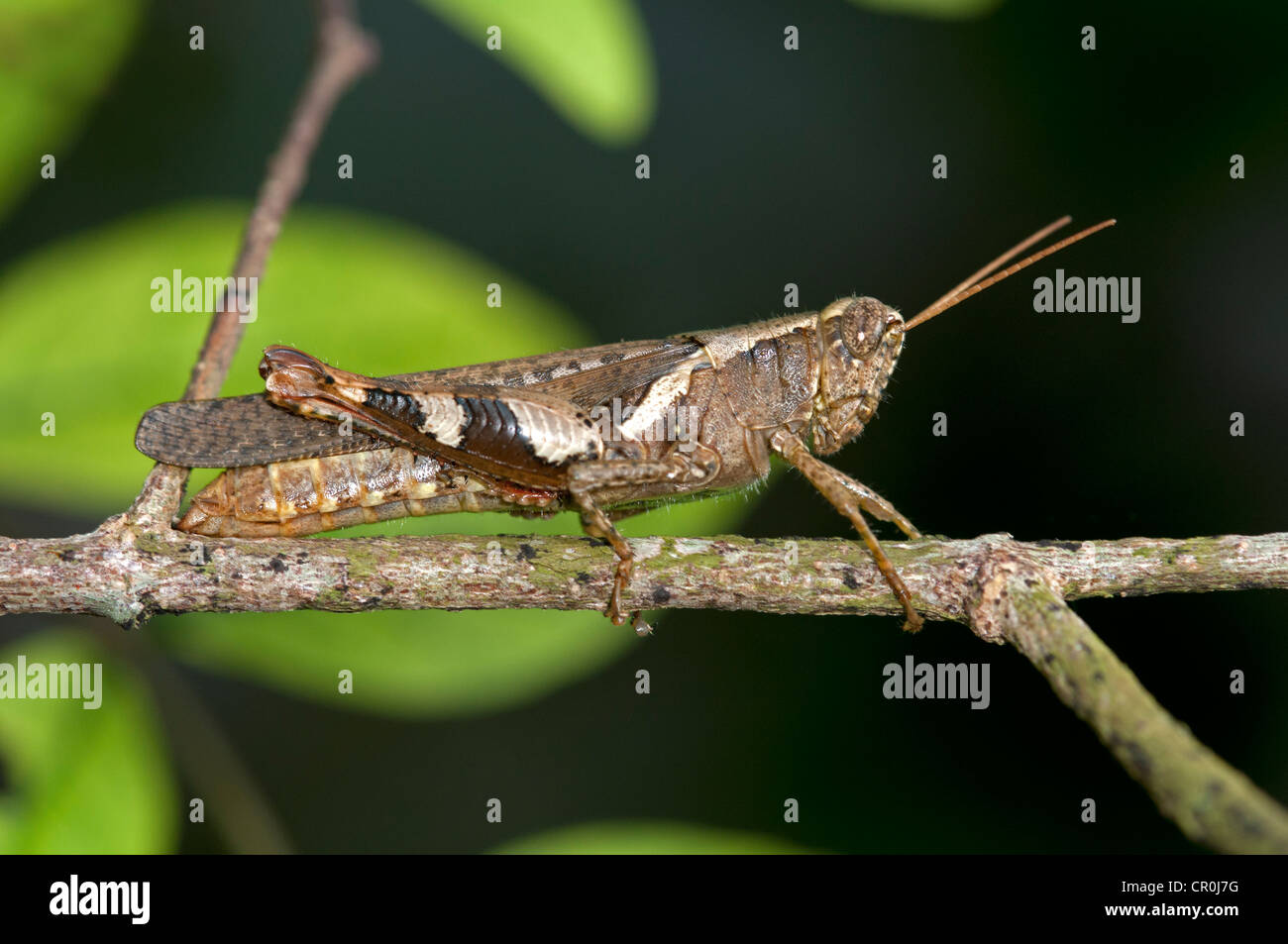 Heuschrecke oder Grashüpfer (Xenocatantops Humilis), Thailand, Südostasien Stockfoto